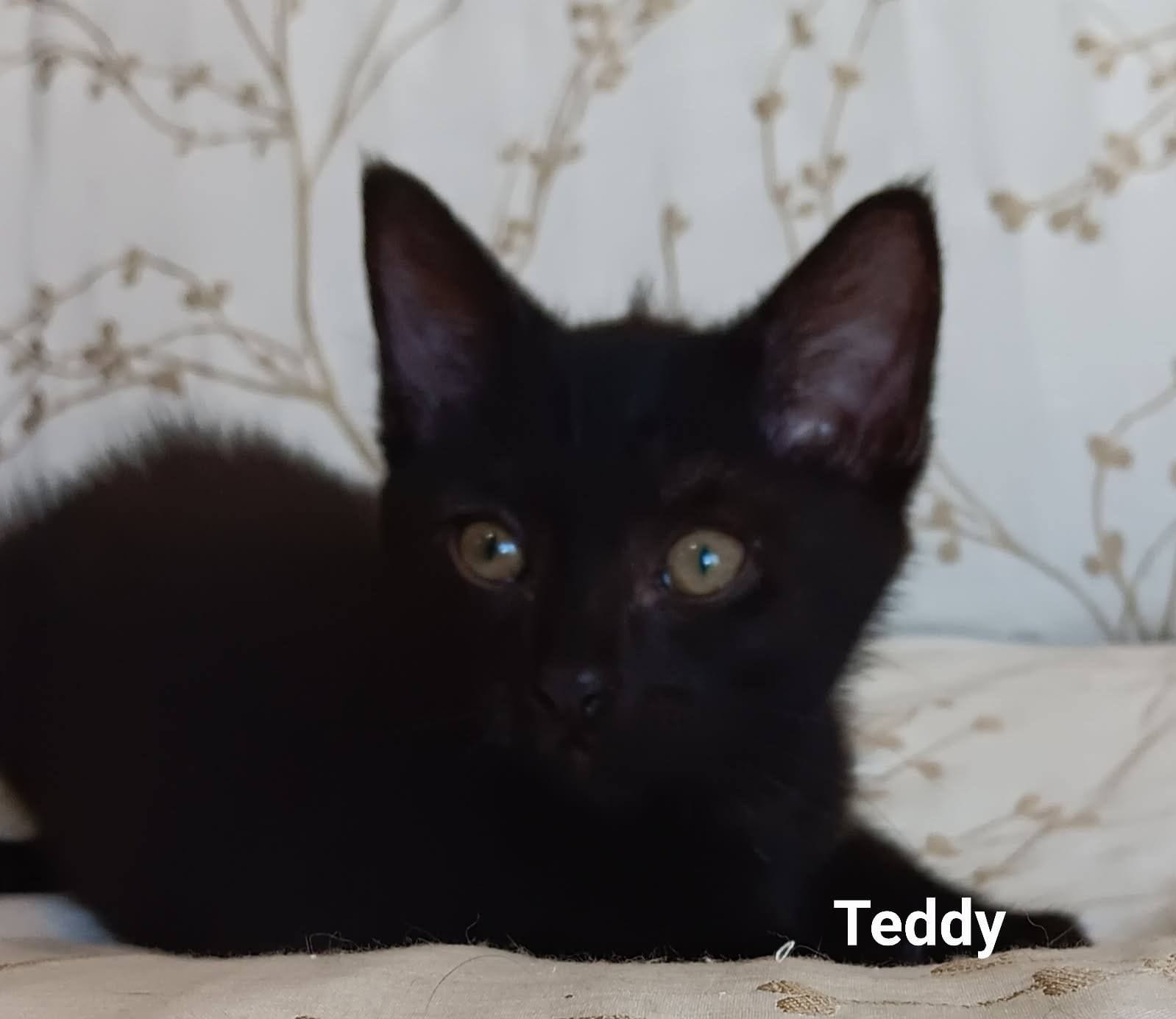Teddy Teddy